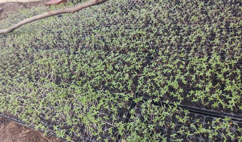  Polícia destrói plantação de mil pés de maconha no norte baiano