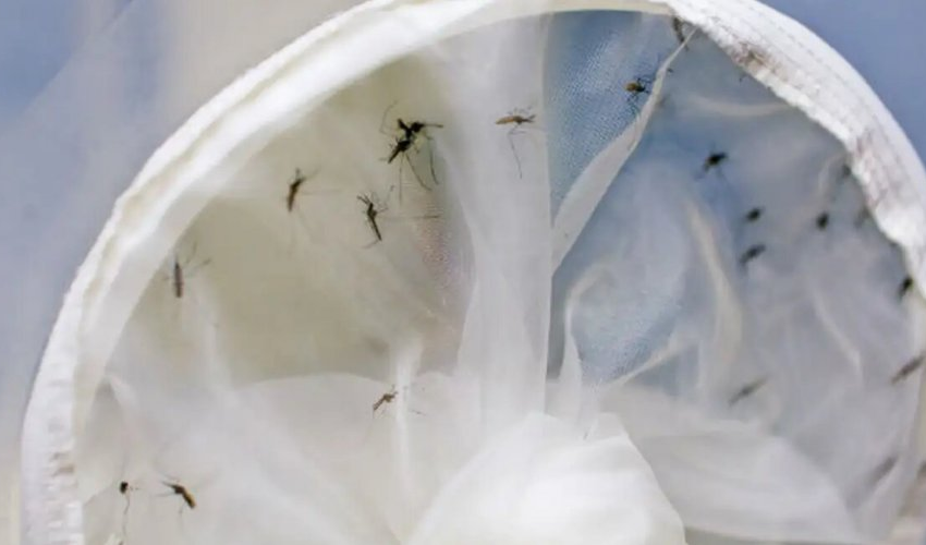  Brasil tem 391 mortes por dengue